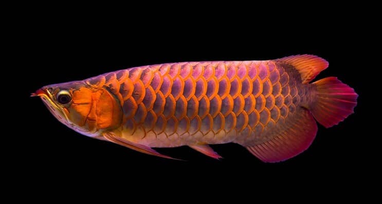 Dieta Arowana Roja