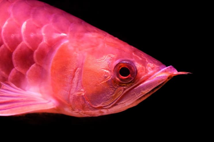 Cuidado Red Arowana