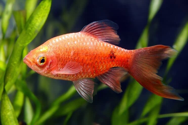 Aspecto rosado de la púa