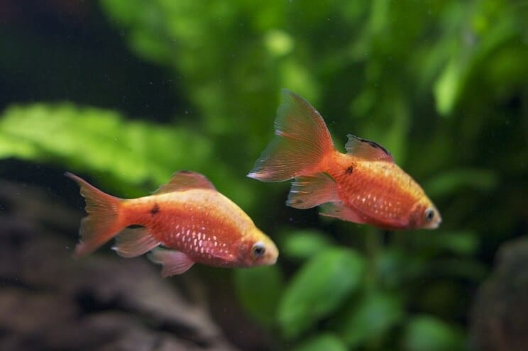 Compañeros de tanque Rosy Barb