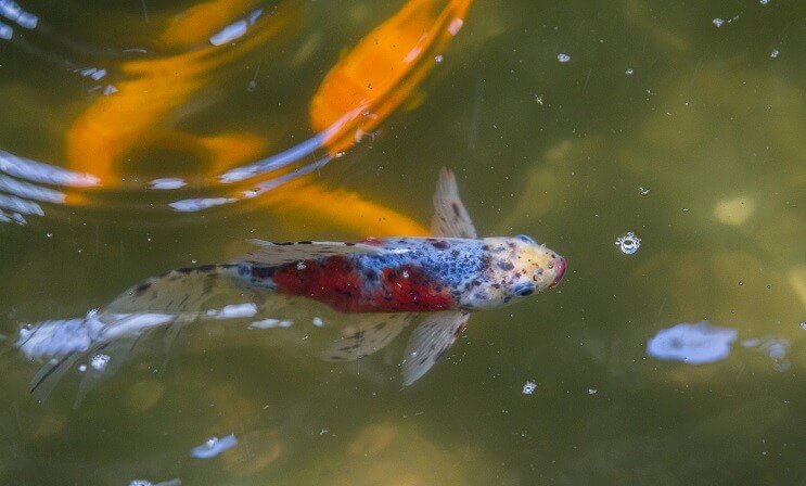 Peces de colores Shubunkin en un estanque