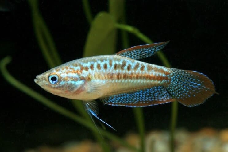 Gourami espumoso