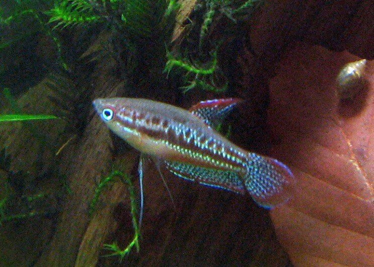 Natación Gourami espumoso