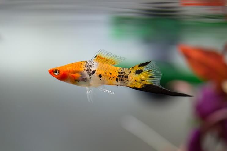 Descripción general de Swordtail