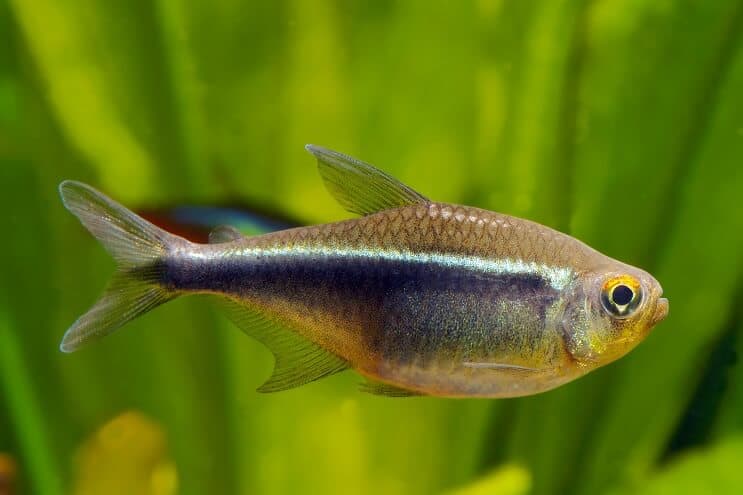 Tetra de neón negro