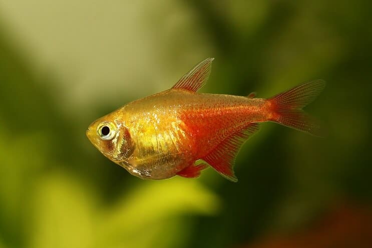Llama tetra