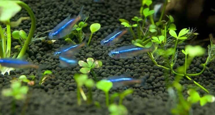 Tetra azul
