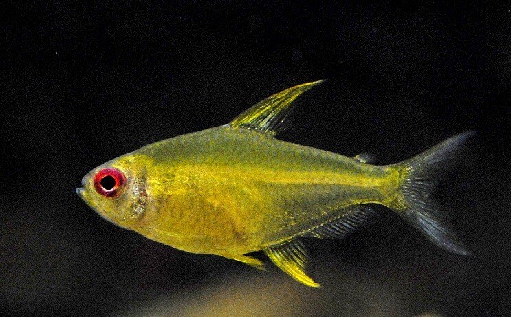 Limón tetra
