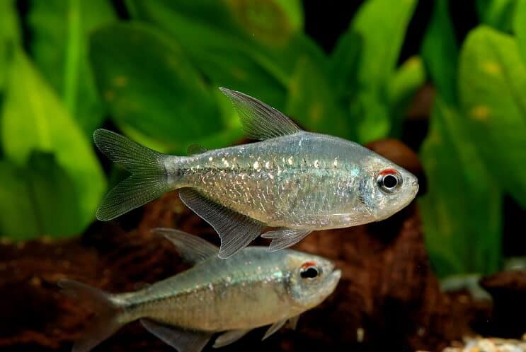 Diamante tetra