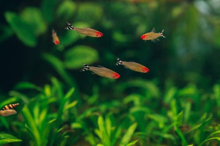 Rummy Nariz Tetra