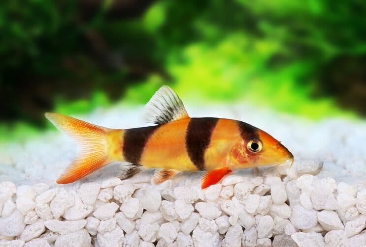 Payaso Loach
