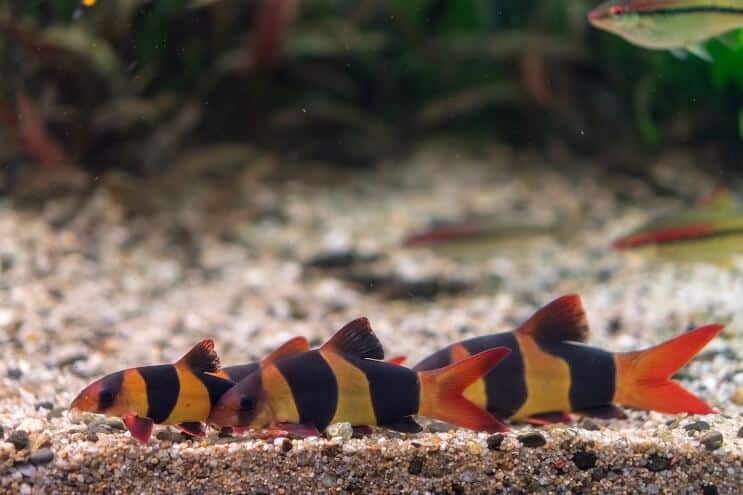 Compañeros de tanque de payaso Loach
