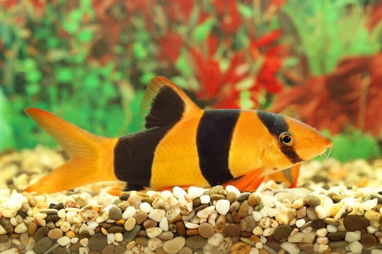 Descripción general de Clown Loach