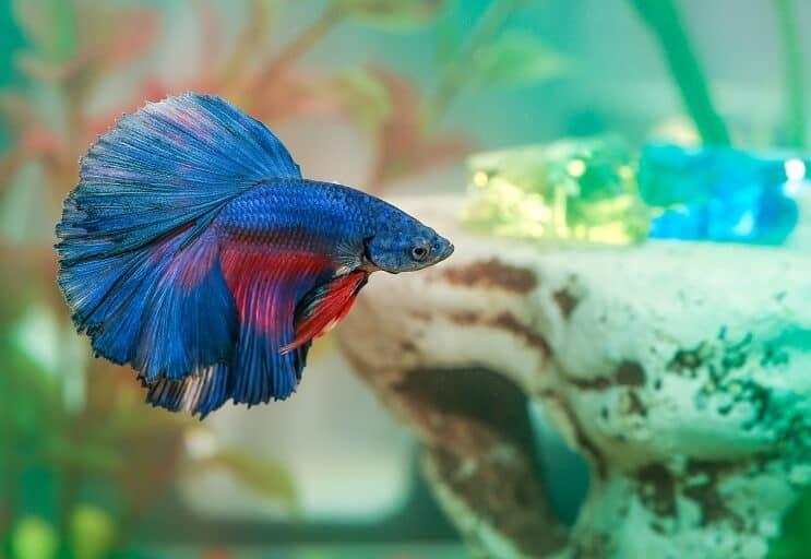 Enfermedad del pez Betta