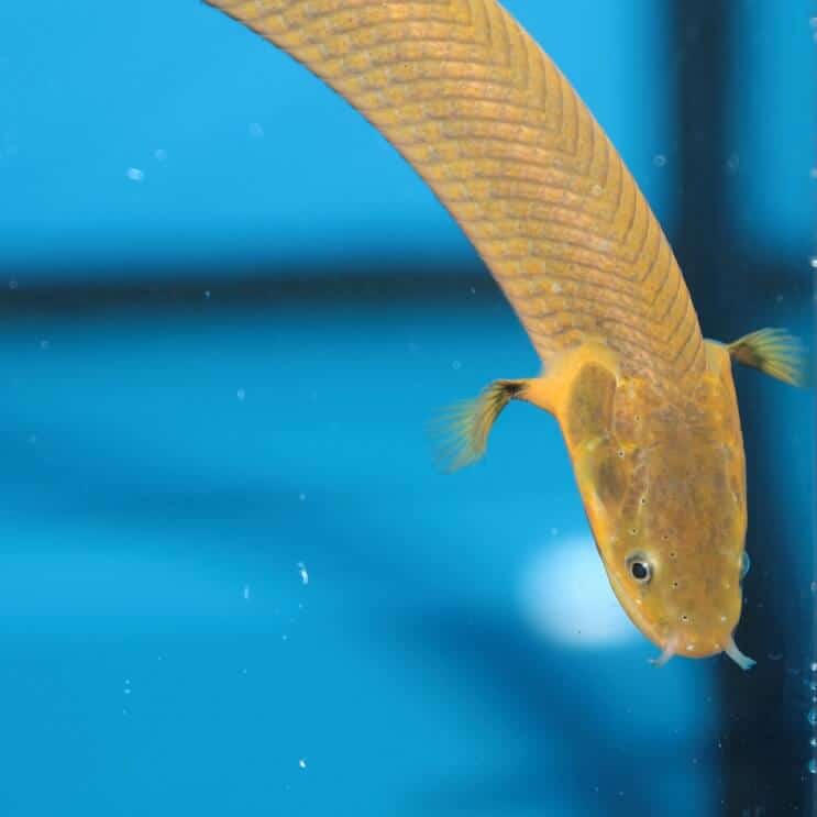 Pez de cuerda nadando