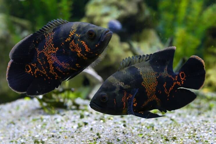 Par de peces Oscar