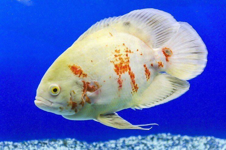 Oscar Albino