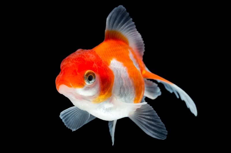 Cola de milano Goldfish