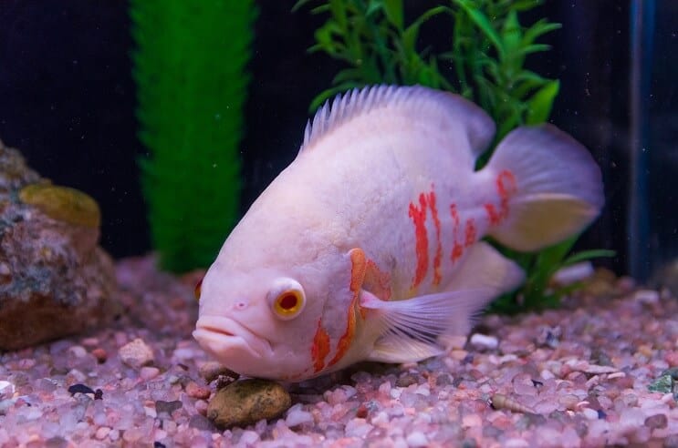 Oscar Albino