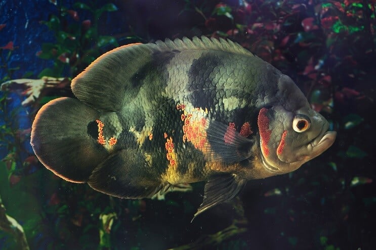 Oscar negro