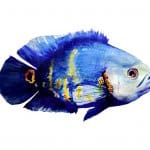 Pintura de un Oscar azul