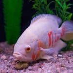 Oscar Albino