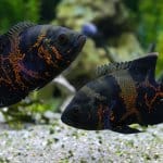 10 hermosos tipos de estandarte de peces Oscar