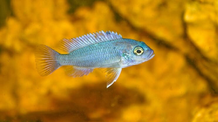 Cíclido cebra azul cobalto