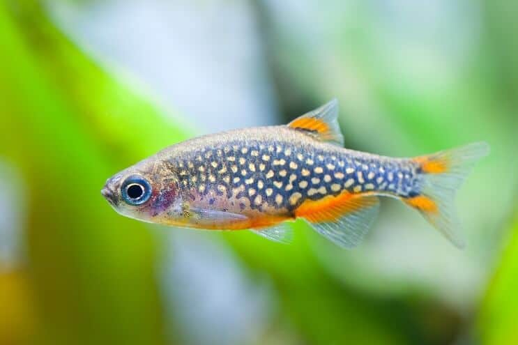Perla Celestial Danio