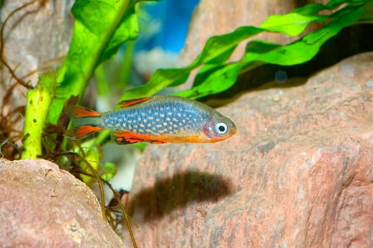Aspecto de la Perla Celestial Danio