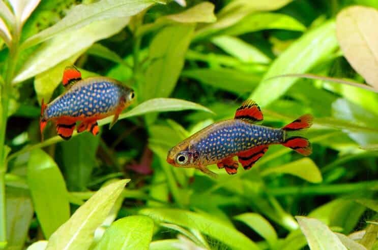 Celestial Pearl Danio en acuario