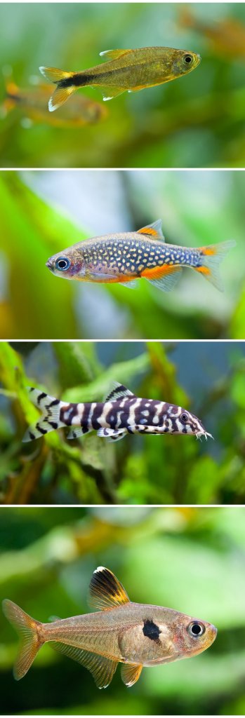 Compañeros de tanque Celestial Pearl Danio