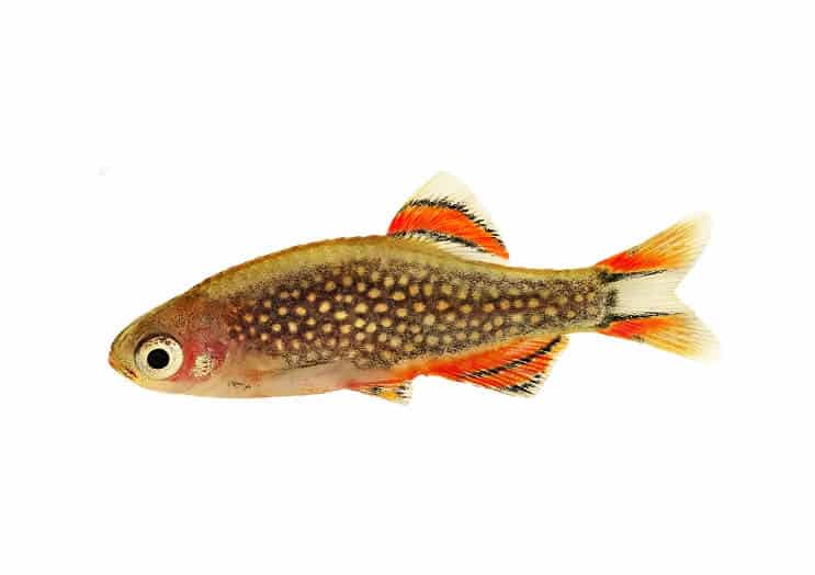 Danios Perla Celestial