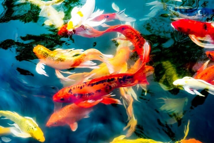 Tipos de peces koi
