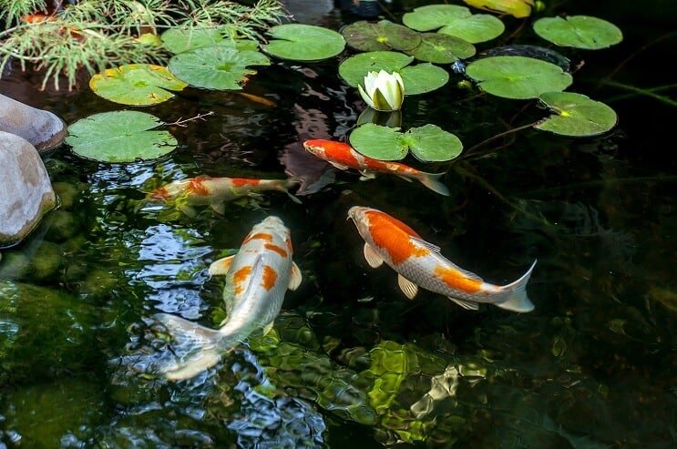 Hábitat de peces koi