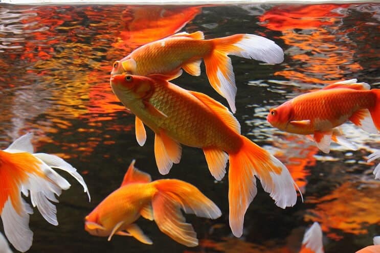 Compañeros de estanque de peces koi