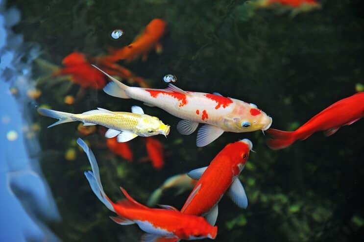 Cuidado de los peces koi