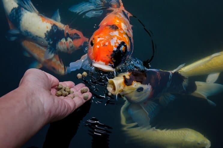 Dieta del pez koi