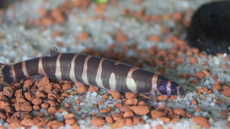 Apariencia de Kuhli Loach