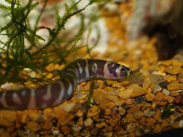 Hábitat Kuhli Loach
