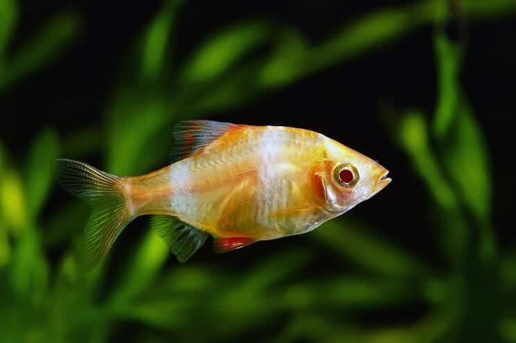 Púa de tigre albino