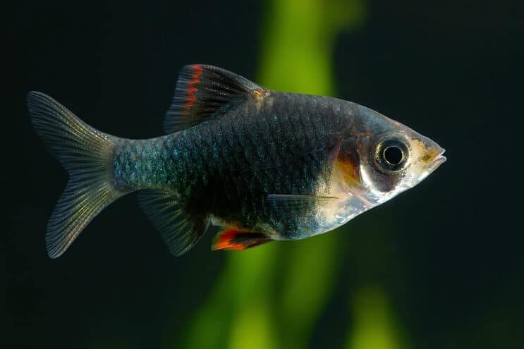 Púa de tigre verde