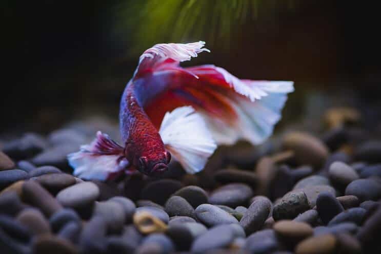Pez betta, natación