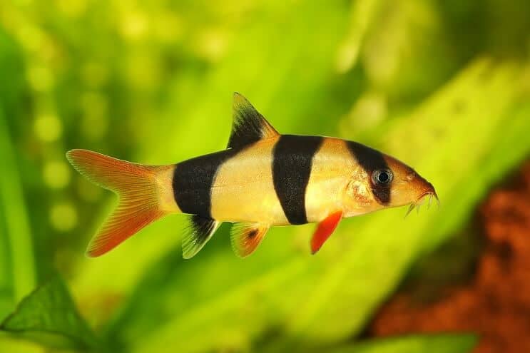Payaso Loach