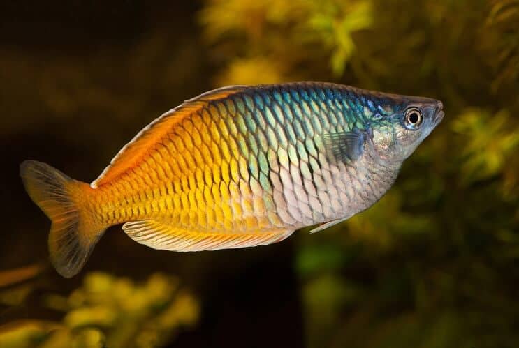 Pez arcoiris