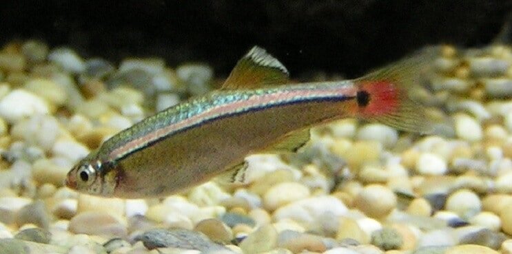 Descripción general de White Cloud Mountain Minnow