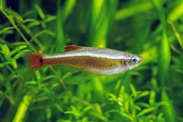 Aspecto de White Cloud Mountain Minnow