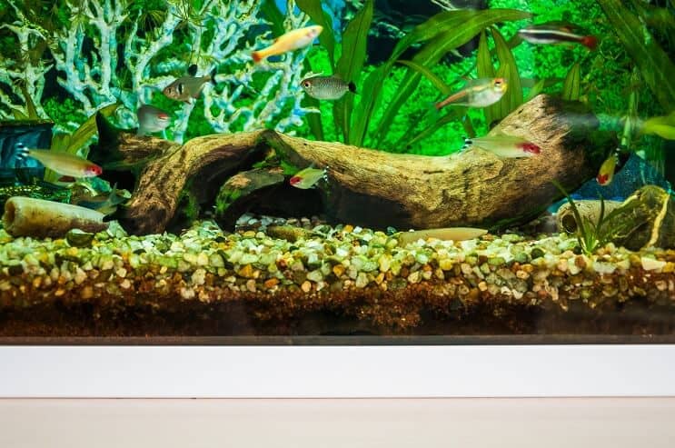 Compañeros de tanque de White Cloud Mountain Minnow