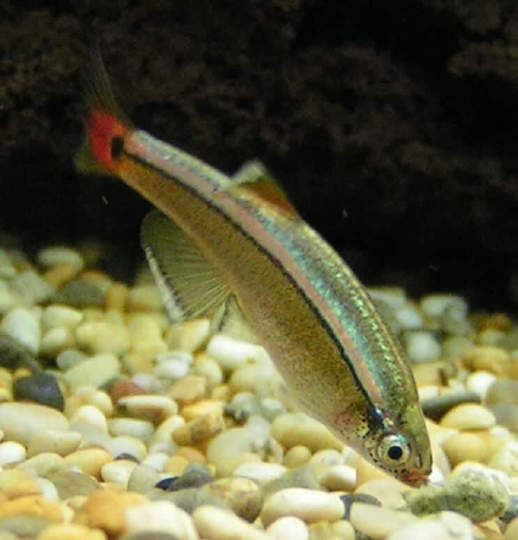 Dieta White Cloud Mountain Minnow