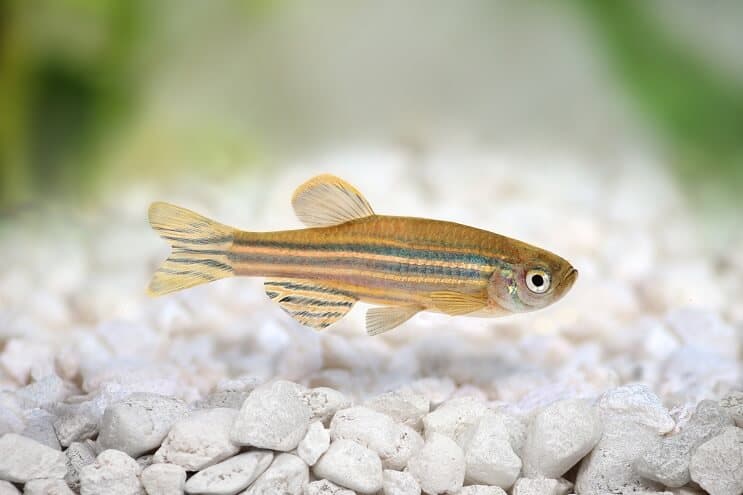 Cebra danio